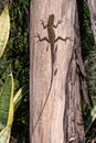 Garden lizard resting on a tree trunk, warming up in the early morning sun, Riambel, Mauritius Royalty Free Stock Photo