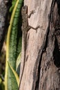 Garden lizard resting on a tree trunk, warming up in the early morning sun, Riambel, Mauritius Royalty Free Stock Photo