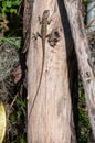 Garden lizard resting on a tree trunk, warming up in the early morning sun, Riambel, Mauritius Royalty Free Stock Photo