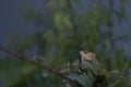 Garden Lizard- portrait image