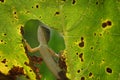 Garden lizard sun bathing on a hole leaf Royalty Free Stock Photo