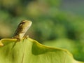 Garden lizard sun bathing on a leaf Royalty Free Stock Photo