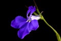 Garden Lobelia Lobelia erinus. Flower Closeup Royalty Free Stock Photo