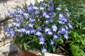 Garden lobelia (lobelia erinus) flowers Royalty Free Stock Photo