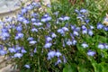 Garden lobelia (lobelia erinus) flowers Royalty Free Stock Photo