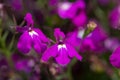 Garden lobelia (lobelia erinus) flowers Royalty Free Stock Photo