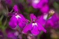 Garden lobelia (lobelia erinus) flowers Royalty Free Stock Photo