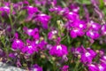 Garden lobelia (lobelia erinus) flowers Royalty Free Stock Photo