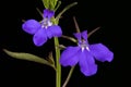 Garden Lobelia Lobelia erinus. Inflorescence Closeup Royalty Free Stock Photo