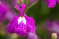 Garden lobelia (lobelia erinus Royalty Free Stock Photo