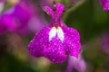 Garden lobelia (lobelia erinus Royalty Free Stock Photo