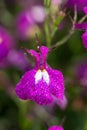 Garden lobelia (lobelia erinus Royalty Free Stock Photo