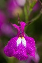 Garden lobelia (lobelia erinus Royalty Free Stock Photo