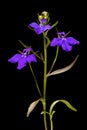 Garden Lobelia Lobelia erinus. Inflorescence Closeup Royalty Free Stock Photo