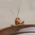 Garden Locust Acanthacris ruficornis Royalty Free Stock Photo