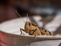 Garden Locust Acanthacris ruficornis Royalty Free Stock Photo