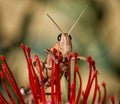 Garden Locust Acanthacris ruficornis Royalty Free Stock Photo