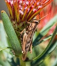 Garden Locust Acanthacris ruficornis Royalty Free Stock Photo