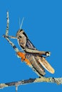 Garden locust sitting on a branch Royalty Free Stock Photo