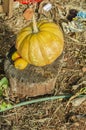 Kalabasa Pumpkin And Common Mangoes On Log In Garden