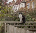 A garden in London and a fluffy cat; gloomy day in December 2018.