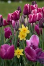 Garden with lots of tulips and daffodils next to each other