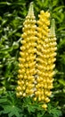 Garden Lupin, Lupinus polyphyllus Royalty Free Stock Photo