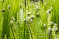 A garden of lush Ostrich fern