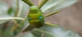 The Garden macro Close Up Caterpillar Green Worm Is Eating Leaf Royalty Free Stock Photo