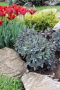 Ornamental garden bed with perennials, conifers and flowering spring bulbs