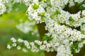 Garden with majestically blossoming large trees on a fresh green lawn Royalty Free Stock Photo