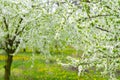 Garden with majestically blossoming large trees on a fresh green lawn Royalty Free Stock Photo