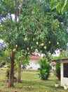 Garden of mango harvest Royalty Free Stock Photo
