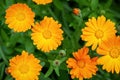 Garden marigold Calendula officinalis flowers, view from above Royalty Free Stock Photo