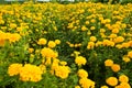 Garden marigold flowers yellow