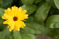 Garden marigold, Ruddles, it`s botanical name is Calendula officinalis