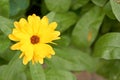 Garden marigold, Ruddles, it`s botanical name is Calendula officinalis