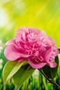 Flowers - Common camellia, Japanese camellia, Camellia, Camellia japonica