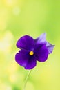 Flowers - Garden Pansy, Pansy, Viola tricolor var. hortensis Royalty Free Stock Photo