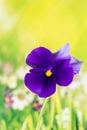 Flowers - Garden Pansy, Pansy, Viola tricolor var. hortensis Royalty Free Stock Photo