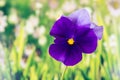 Flowers - Garden Pansy, Pansy, Viola tricolor var. hortensis Royalty Free Stock Photo