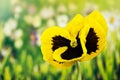 Flowers - Garden Pansy, Pansy, Viola tricolor var. hortensis Royalty Free Stock Photo