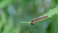 The garden millipede,greenhouse millipede, Oxidus gracilis Royalty Free Stock Photo