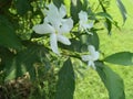 GARDEN MOJITO MINT PLANT