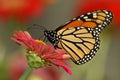 Garden Monarch