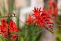 Garden Montbretia - red flowers Royalty Free Stock Photo