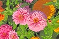 Garden with multicolored zinnia flowers