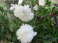 Garden mum & x28;Chrysanthemum x morifolium& x29; flower Asterales