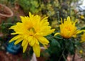 BEAUTIFUL YELLOW GARDEN MUMS Royalty Free Stock Photo