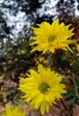 YELLOW GARDEN MUMS Royalty Free Stock Photo